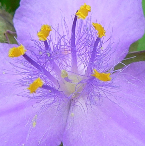 spiderwort